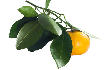 Fresh thai orange fruit with green leafの写真素材
