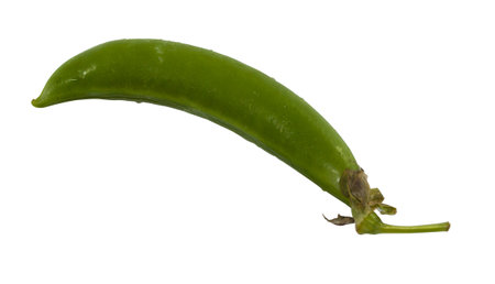 Single of green peas on white backgroundの写真素材
