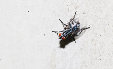 Close up of Housefly on the white floorの写真素材