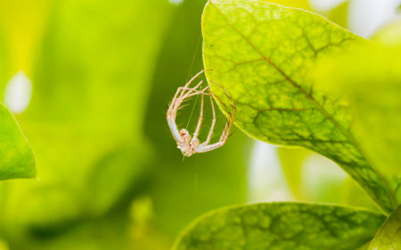 Close up of slough jumper spider on the green leafの写真素材