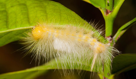 Close up of White and Yellow worm on the green leaf