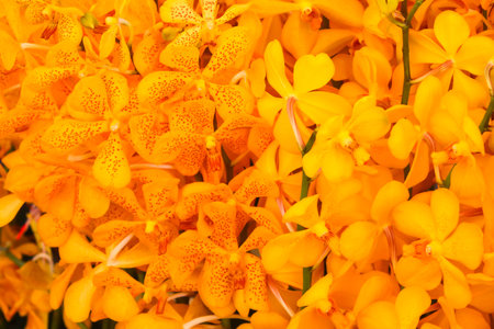 Yellow and Orange orchid flowers with green leaf Backgroundの写真素材