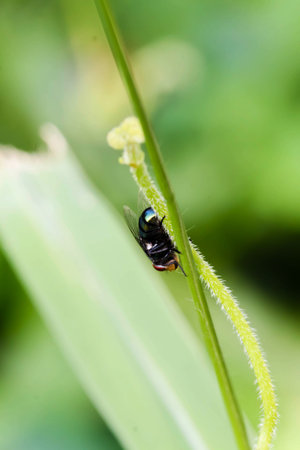 Close up Black single Housefly on the green leafの写真素材