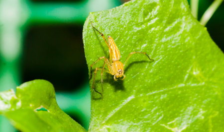 Close up of yellow  jumper spider on the green leafの写真素材