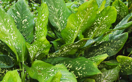 Closeup Green Dumb Cane leaves or Dieffenbachia in the gardenの写真素材