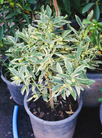 Closeup little Citrus Japonica Thunb in the gardenの写真素材