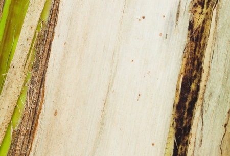 Closeup of Banana tree texture Backgroundの写真素材