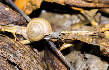 Closeup of small brown Snaile on the floorの写真素材