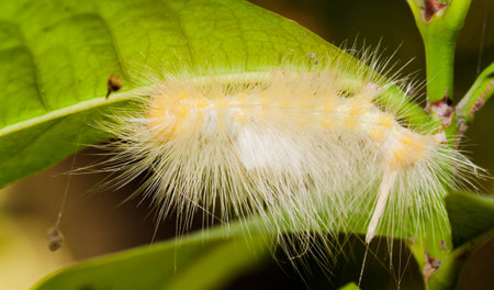 Closeup of White and Yellow worm on the green leafの写真素材