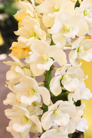 Closeup of White orchid flowers with green leafの写真素材