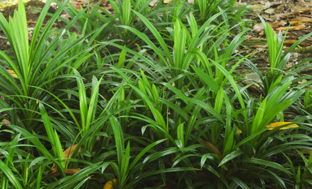 Group green pandan leaves or Pandanus amaryllifoliusの写真素材