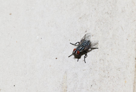 Closeup of Housefly on the white floorの写真素材