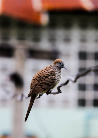 Closeup of mini Zebra Dove on the clothes lineの写真素材