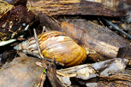 Closeup of small conch shell on the floorの写真素材