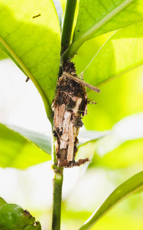 Closeup of Wasp nest under the green leafの写真素材
