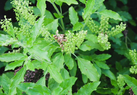 Group of  Basil Leaf with flowers in the gardenの写真素材