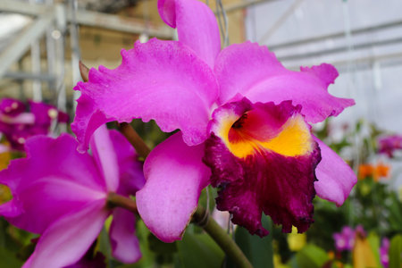 Jumbo pink orchid flowers with green leaf in the gardenの写真素材