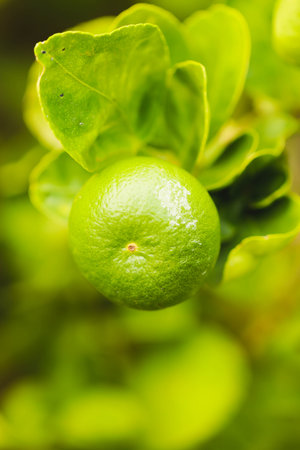 Macro of lemon on th  lemon tree in the gardenの写真素材
