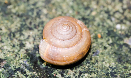 Macro of small brown Snaile on the floorの写真素材