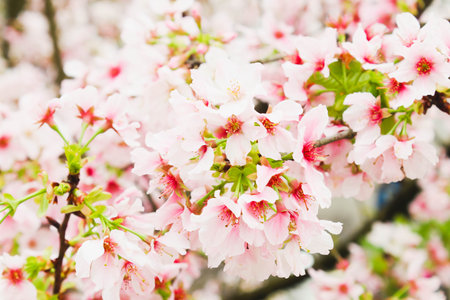 Branch of Blossom pink sakura tree in the gardenの写真素材