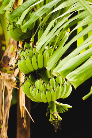 Closeup green banana on the banana treeの写真素材