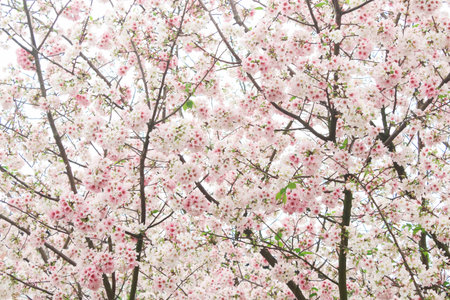 Closeup Blossom pink sakura in the Tianyuan Temple,Taiwanの写真素材