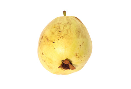 Closeup of one Guava fruit isolated on the white backgroundの写真素材