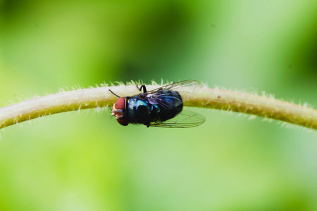 Single Black  Housefly on the green leafの写真素材