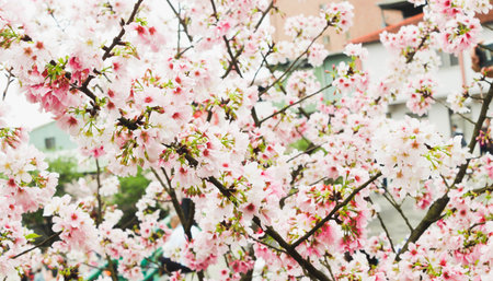 Blossom pink sakura tree in the gardenの写真素材