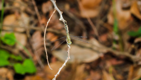 Closeup Light Green Dragonfly on a grass on the brown plantの写真素材