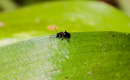 Closeup of Mini black insect on the green leaf