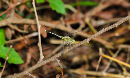 Light Green Dragonfly on a grass on the brown plantの写真素材