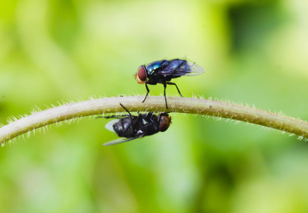Two Black  Housefly on the green leafの写真素材
