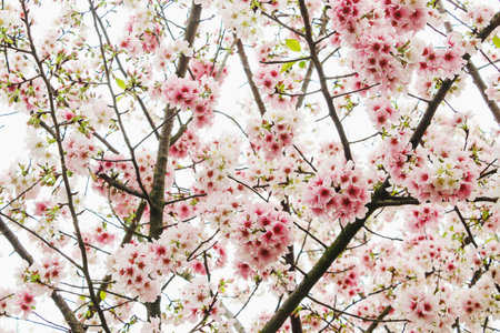 Closeup Blossom pink sakura tree in the Tianyuan Temple,Taiwanの写真素材