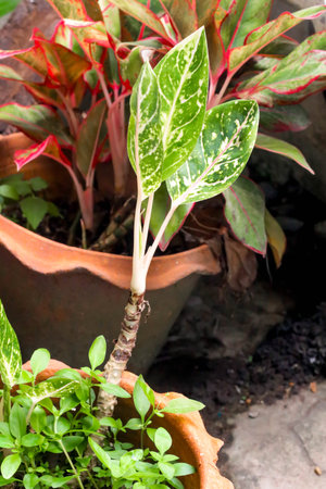 Closeup of green young plant in the gardenの写真素材