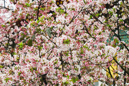 Closeup Group White and Pink Beautiful cherry blossom sakura pink and white in Tianyuan Temple,Taiwanの写真素材