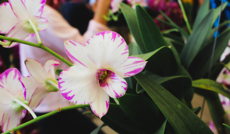 Single pink and white orchid flowers with green leaf in the gardenの写真素材