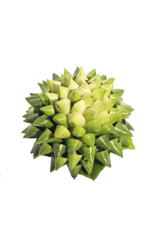 Fresh of green Pandanus Palm, Fragrant Pandan, Pandom wangi leaves make to flower on white backgroundの写真素材