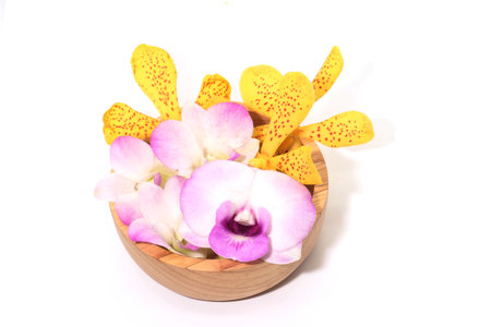 Close up of yellow  and purple orchid on wooden cup white backgroundの写真素材