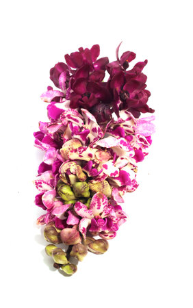 Close up of little branch purple and white Rhynchostylis gigantea Orchid Flower on white background