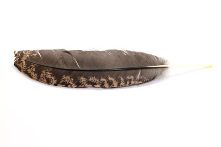 Close up of single brown feather on white backgroundの写真素材