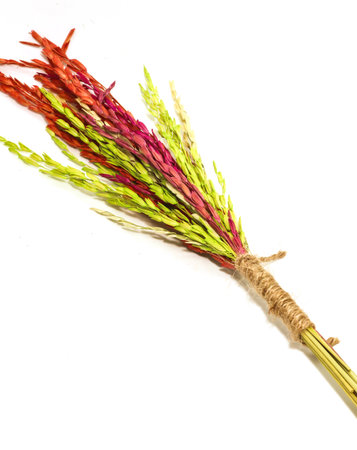Close up group colorful Ears of rice isolated isolated on white backgroundの写真素材