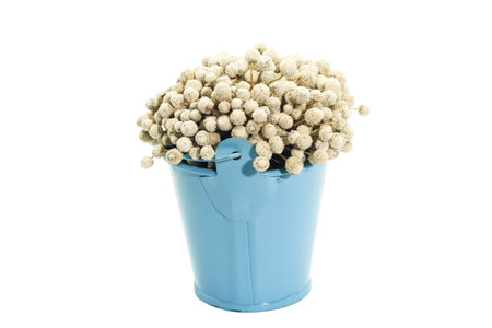 A Bunch of dried white Eriocaulon henryanum Ruhle on blue bucket of waterの写真素材