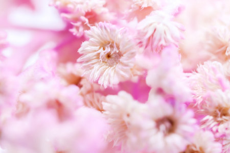 Background  Dry Tabebuia rosea pink backgroundの写真素材