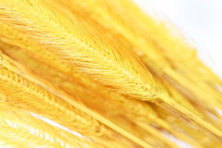 Background of gold Feather Pennisetum, Mission grass isolated on white backgroundの写真素材