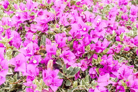 Close up of group bright pink bougainvillea blossoms as a backgroundの写真素材
