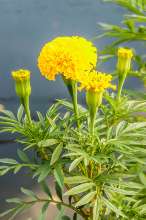 Close up the fresh Yellow Marigold flower in the gardenの写真素材