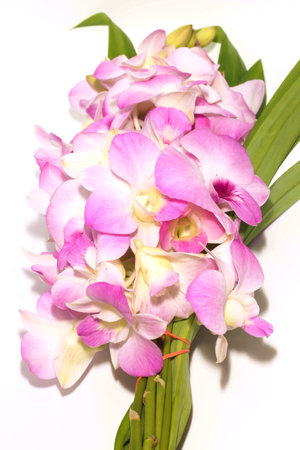Closeup Branch pink and white orchid on white backgroundの写真素材
