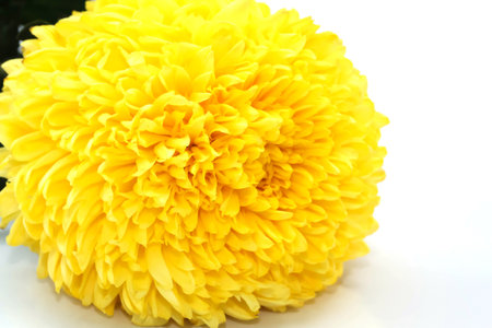 Macro of Single Yellow Marigold on white backgroundの写真素材