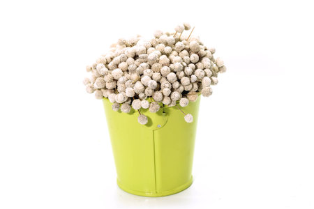 A Bunch of dried white Eriocaulon henryanum Ruhle on green bucket of waterの写真素材
